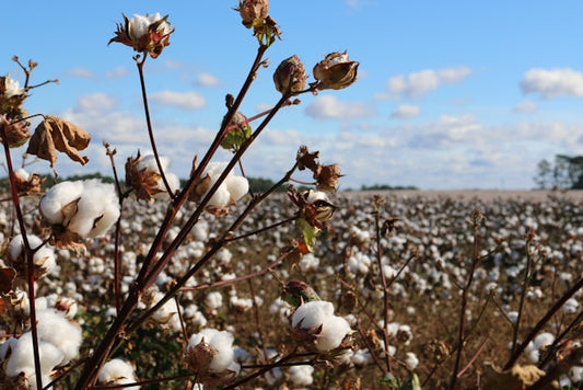 What is Pre-Shrunk Cotton? Understanding the Basics for Better T-Shirts